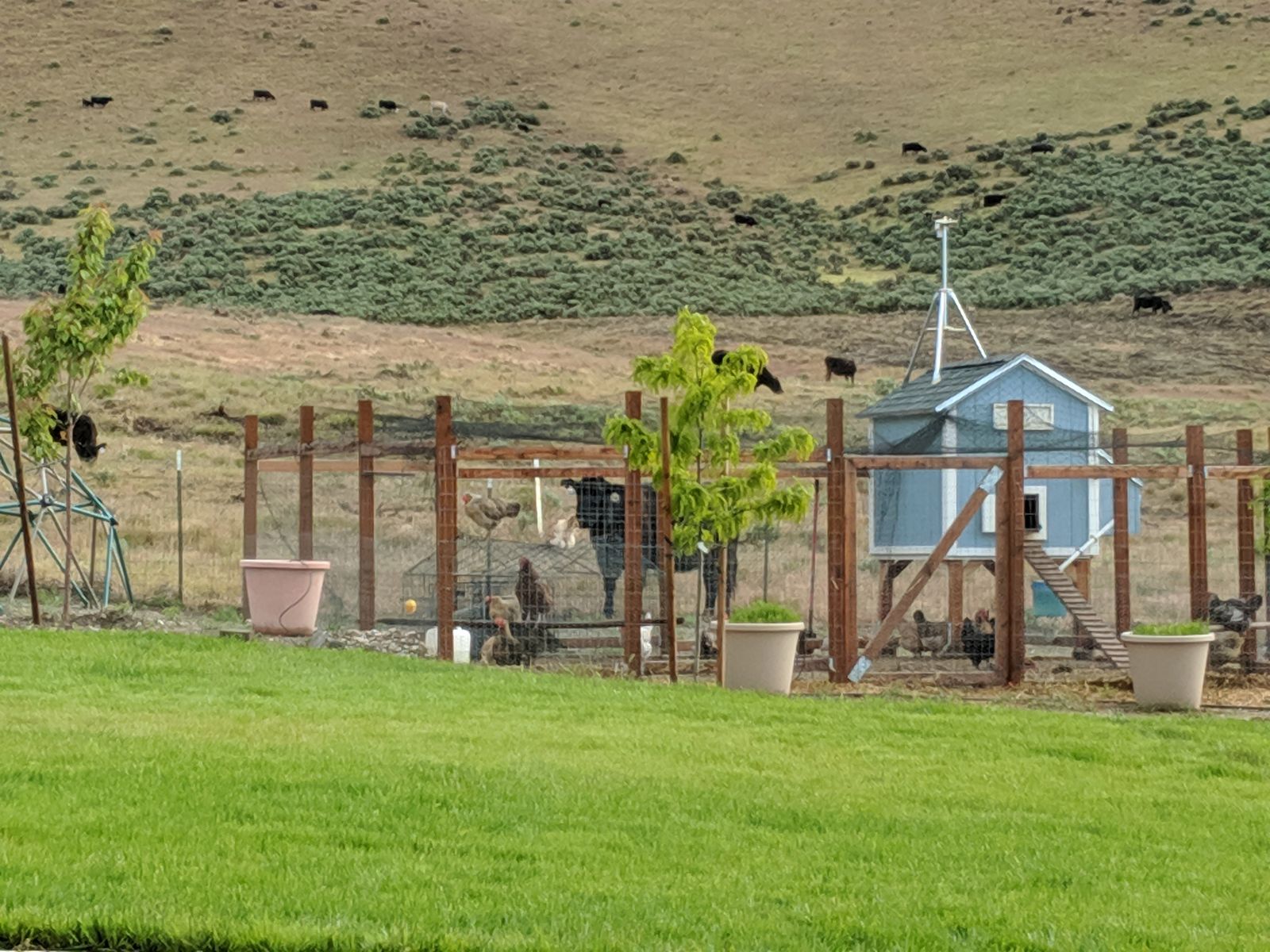 Chicken Coop
