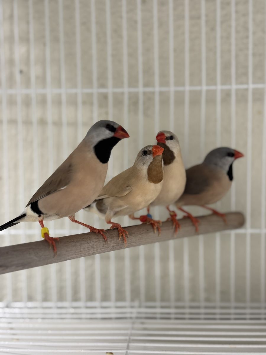 Shaft Tail / Long Tailed Finches