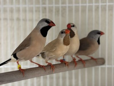 Shaft Tail / Long Tailed Finches