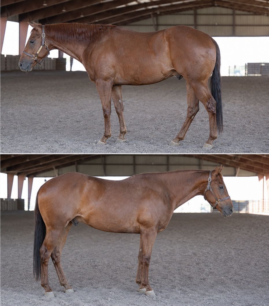 All Around Gelding