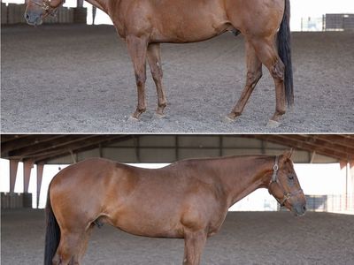 All Around Gelding