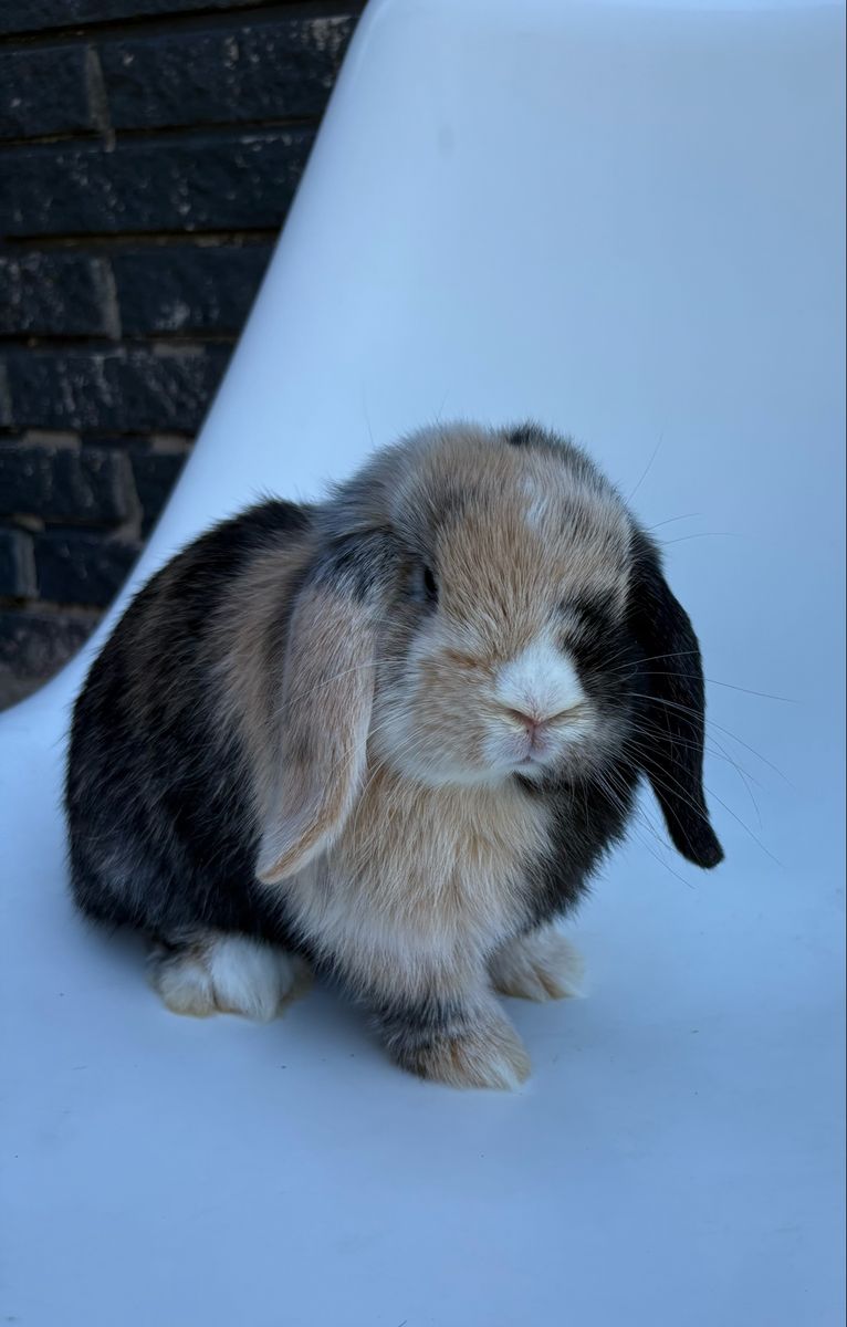 Purebred black orange harlequin Holland Loop bunny