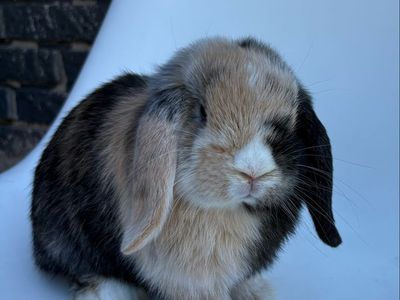 Purebred black orange harlequin Holland Loop bunny