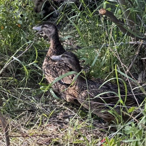 Female mallard ducks