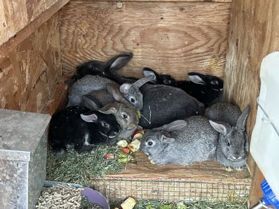 Holland Lop/Rex cross
