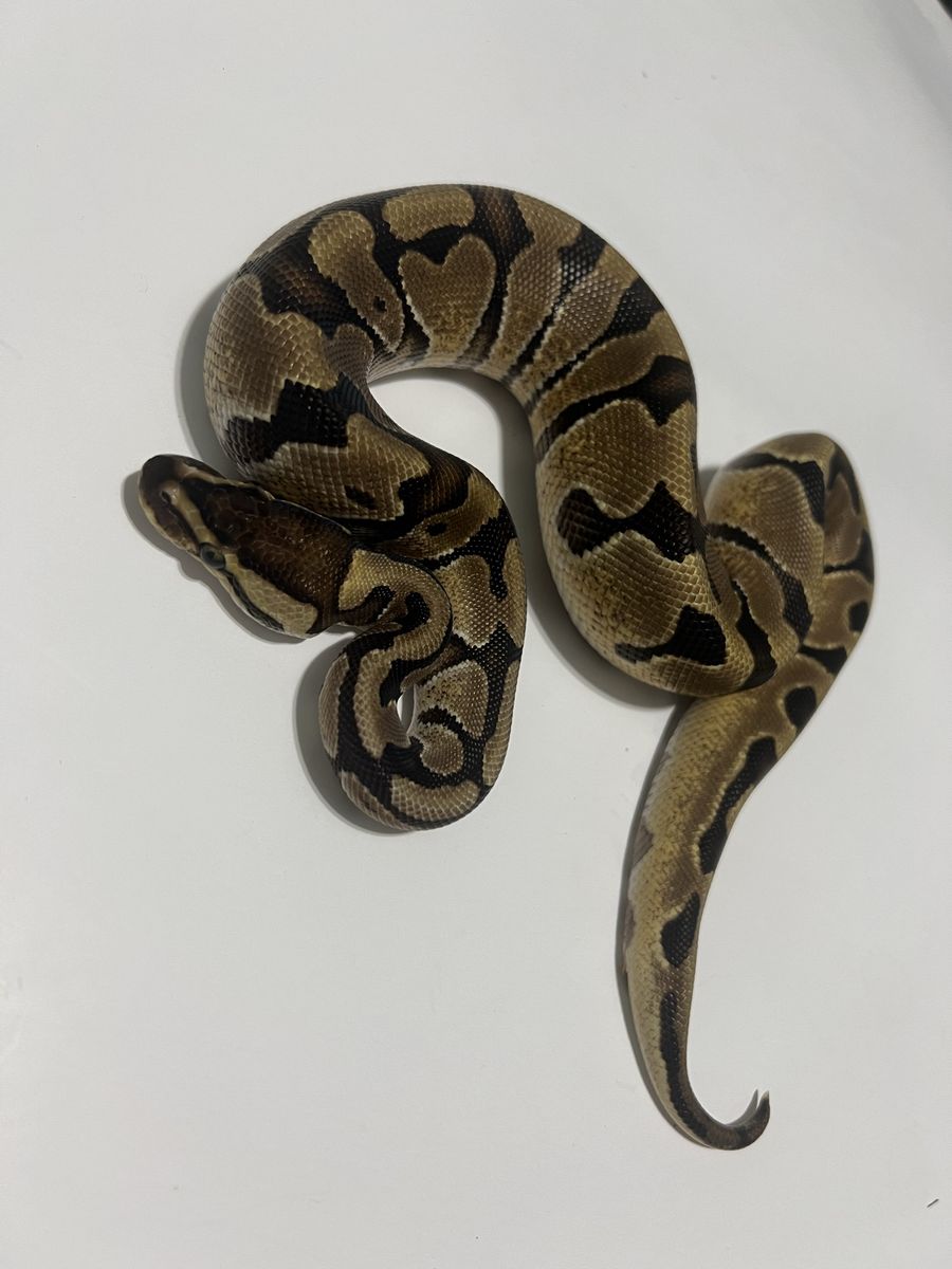 Live Ball Python Snake #25