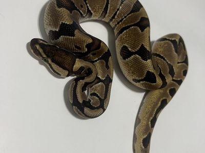 Live Ball Python Snake #25