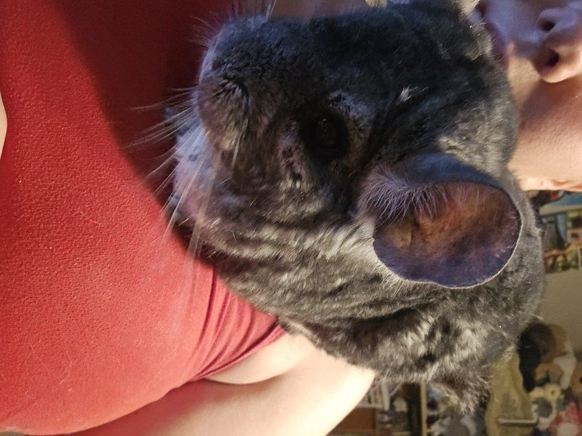 Male chinchilla for sale
