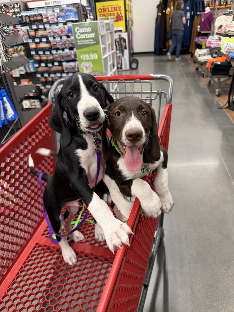 PUPPIES — Built for Utah's Mountains | Mountain Pointer (GSP × Bernese Cross) | 6 LEFT