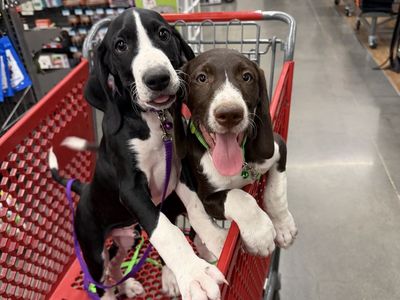 PUPPIES — Built for Utah's Mountains | Mountain Pointer (GSP × Bernese Cross) | 6 LEFT
