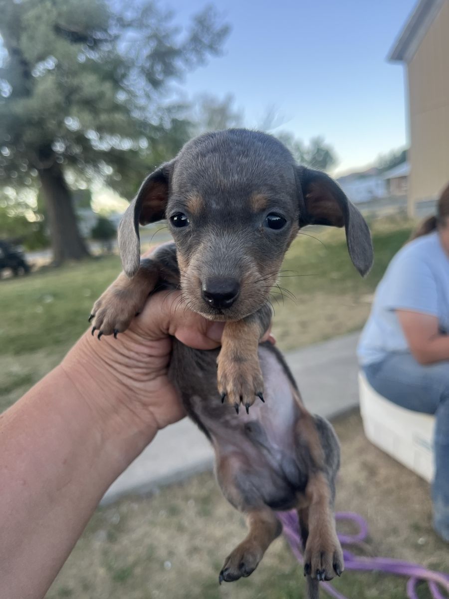 mini Dachshund puppies