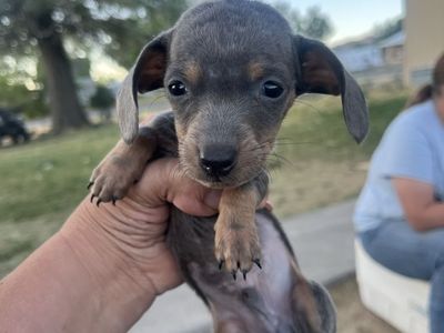 mini Dachshund puppies