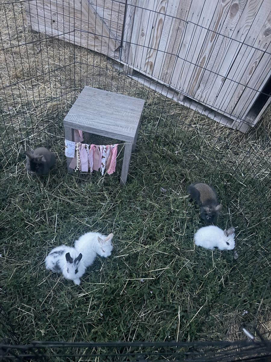 Bunnies 