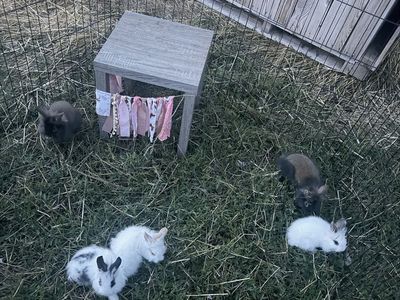 Bunnies