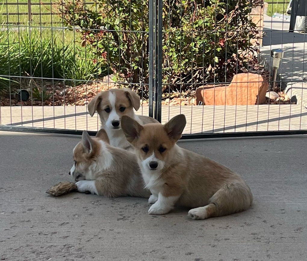 AKC Pembroke Welsh Corgi Pups