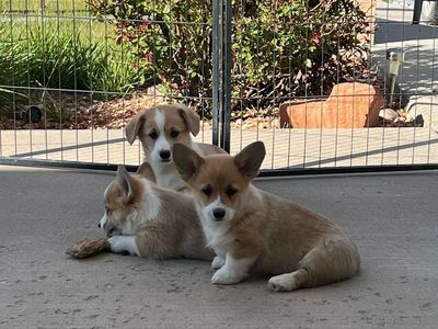 AKC Pembroke Welsh Corgi Pups