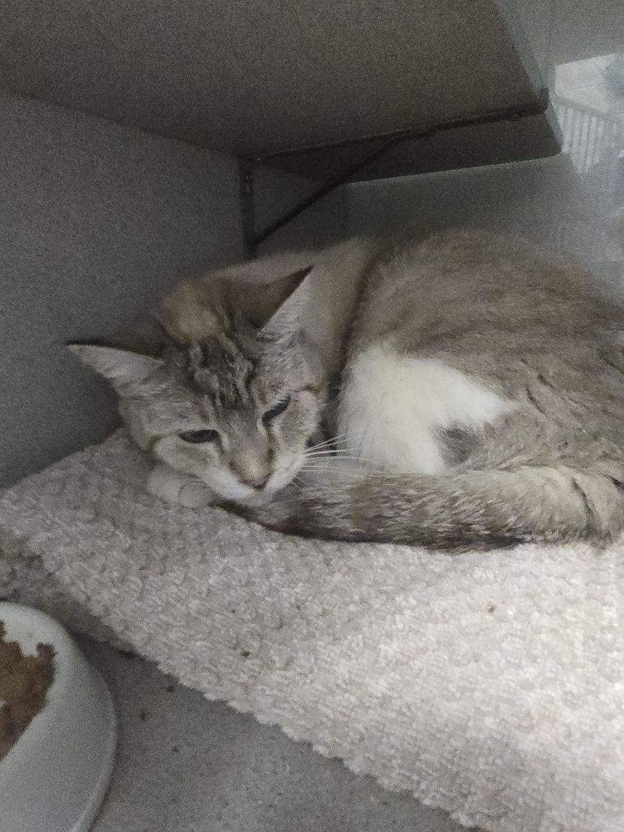 A165083 Rosie is Available for Adoption!