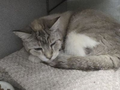 A165083 Rosie is Available for Adoption!