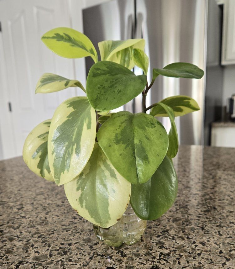 Peperomia "Citrus Twist" Baby Rubber Plant