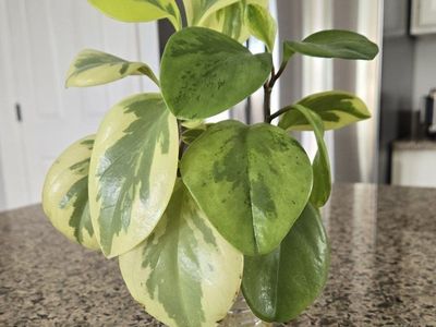 Peperomia "Citrus Twist" Baby Rubber Plant