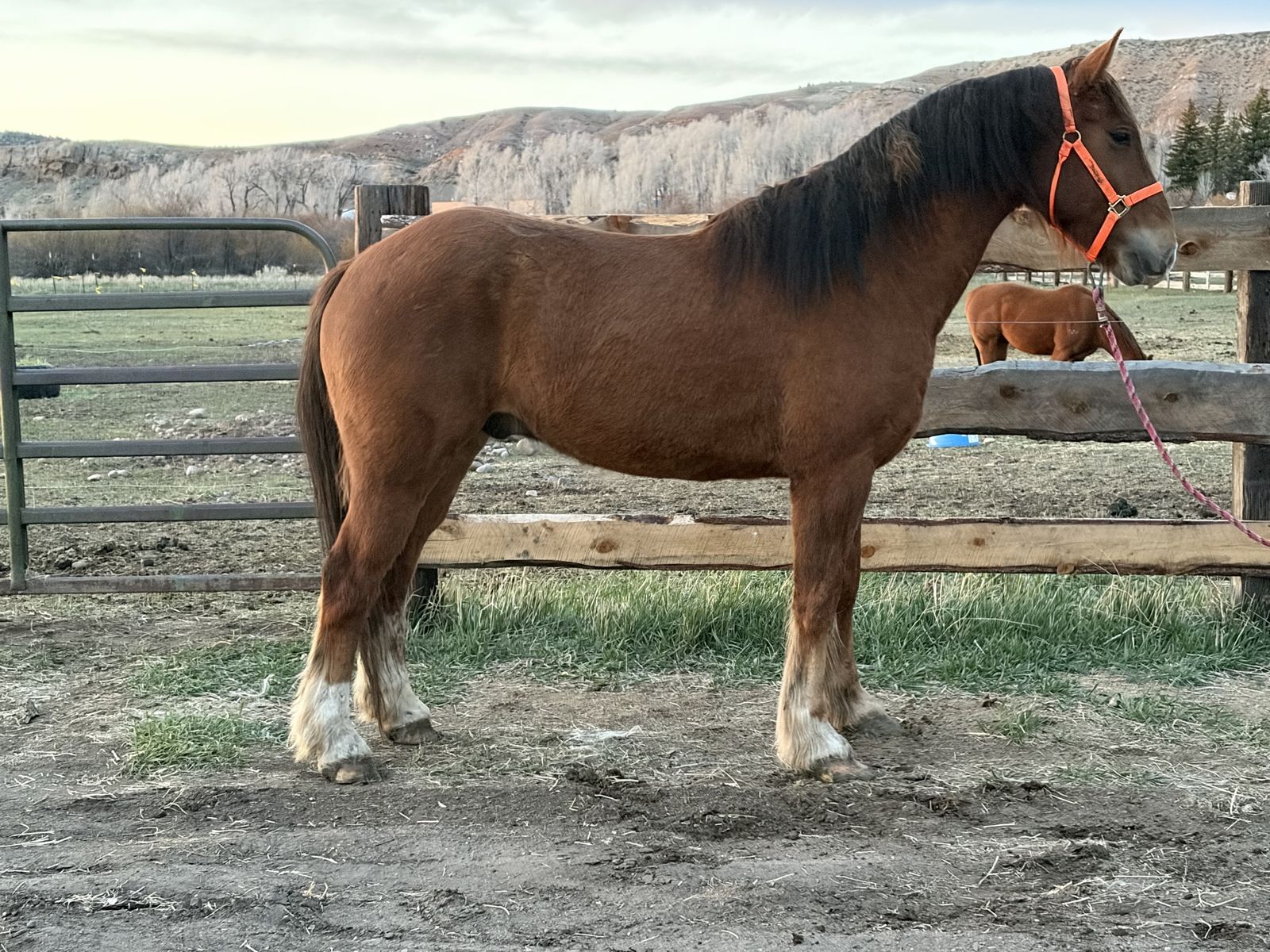 3 Year Old Draft Cross Gelding