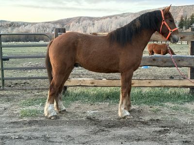 3 Year Old Draft Cross Gelding