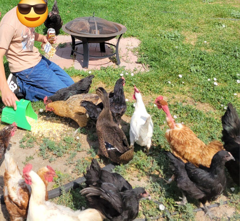 Hens, Hens, Hens