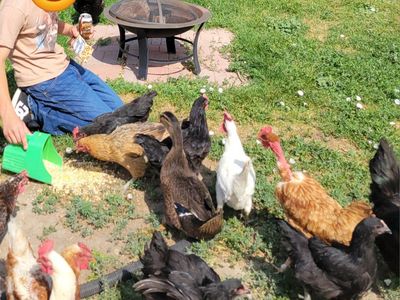 Hens, Hens, Hens