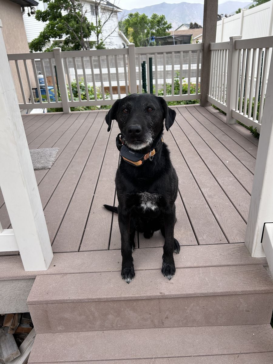 Australian Shepherd/Kelpie Mix 9 year old male dogs (not neutered)
