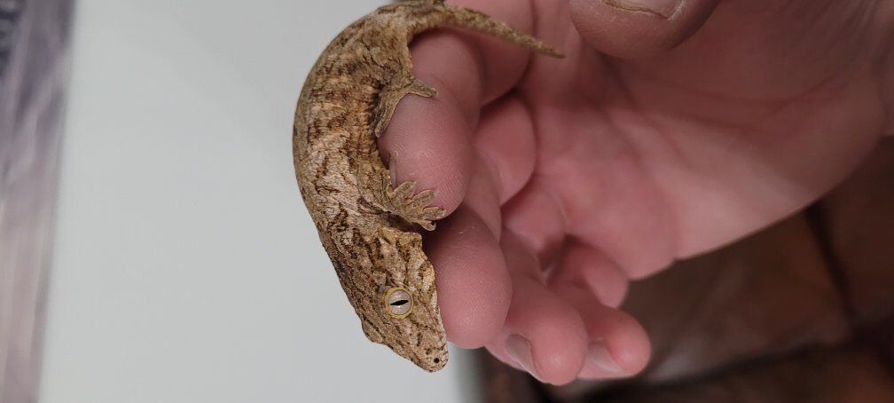 female baby leachianus