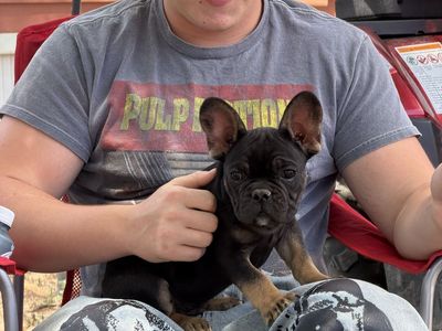 French Bulldogs