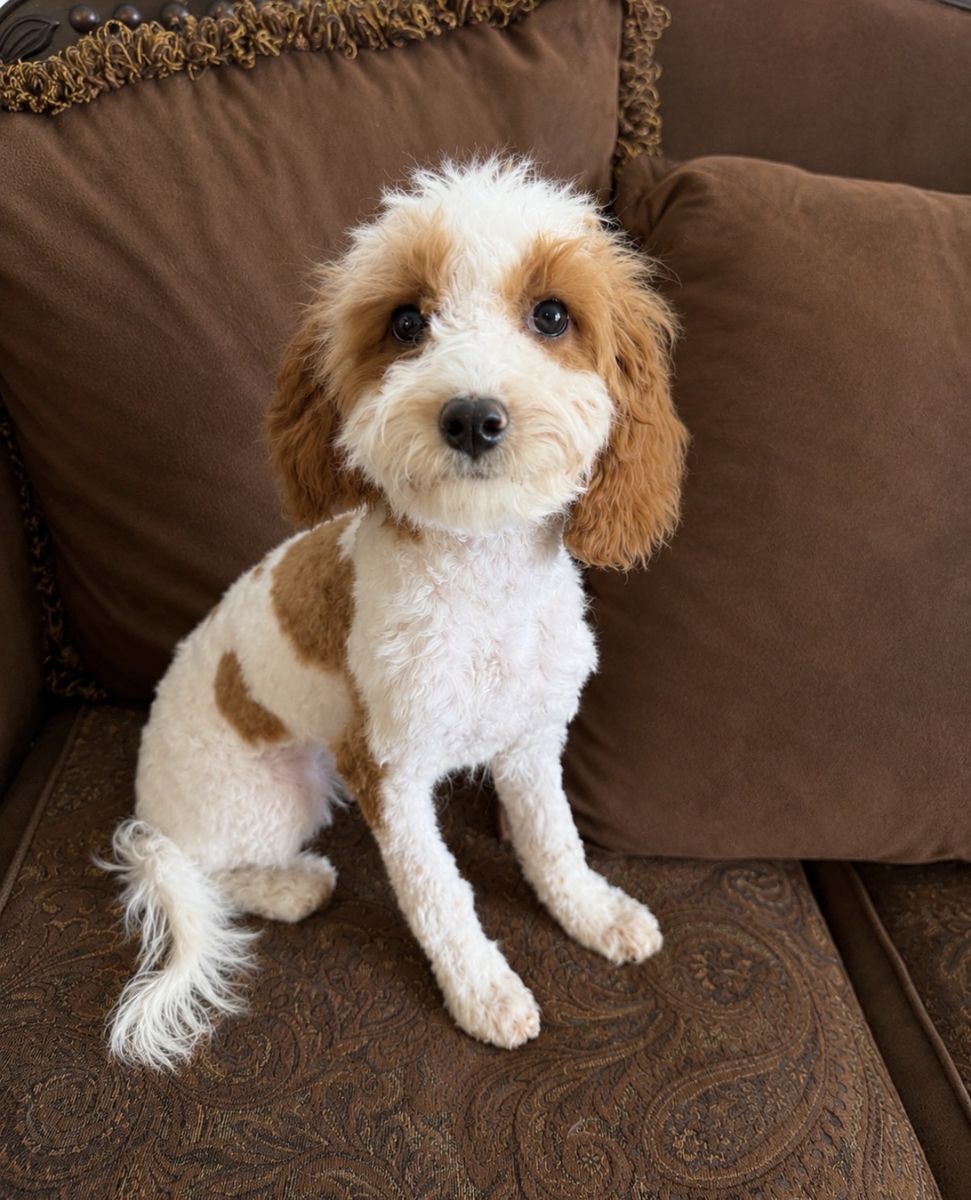F1b Cavapoos
