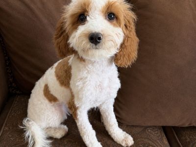 F1b Cavapoos