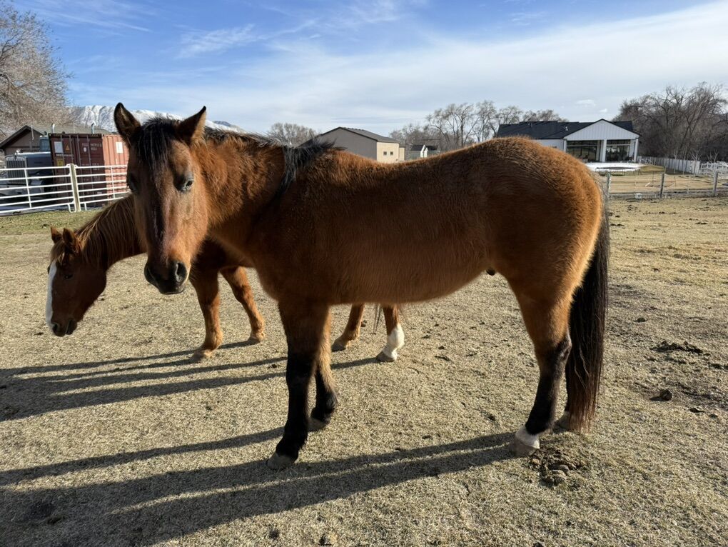 Dun 7yo Grade Gelding