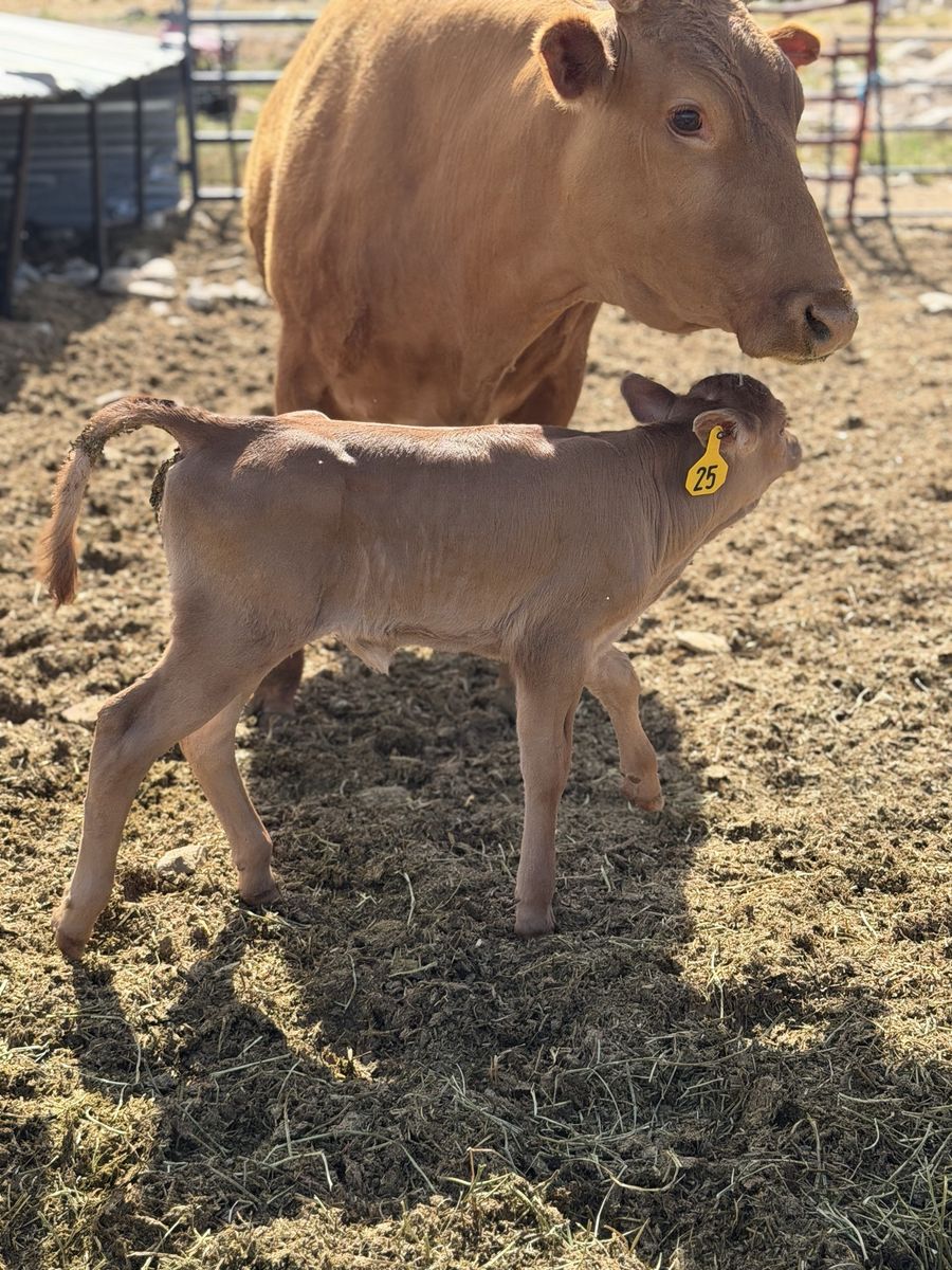Healthy Akaushi Waygu cow and heifer calf pair. 