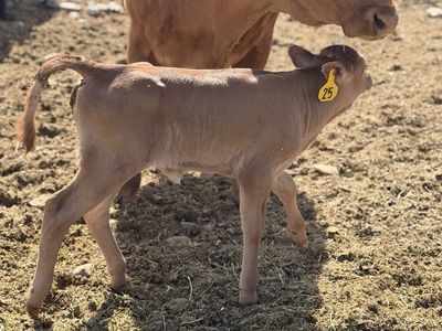 Healthy Akaushi Waygu cow and heifer calf pair.