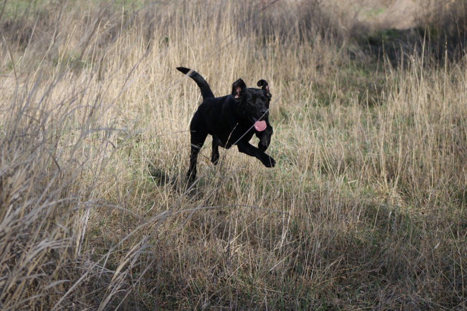 AKC Intact male black lab