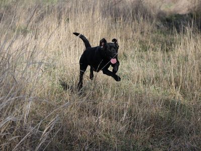 AKC Intact male black lab