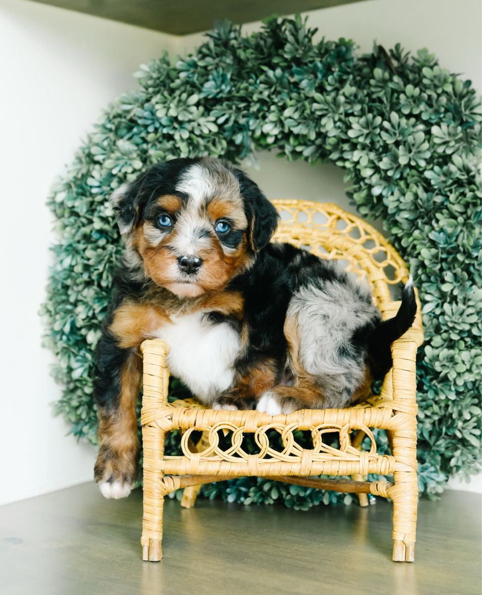 Mini Australian Mountain Doodles (bernedoodle X)