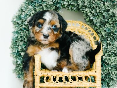 Mini Australian Mountain Doodles (bernedoodle X)