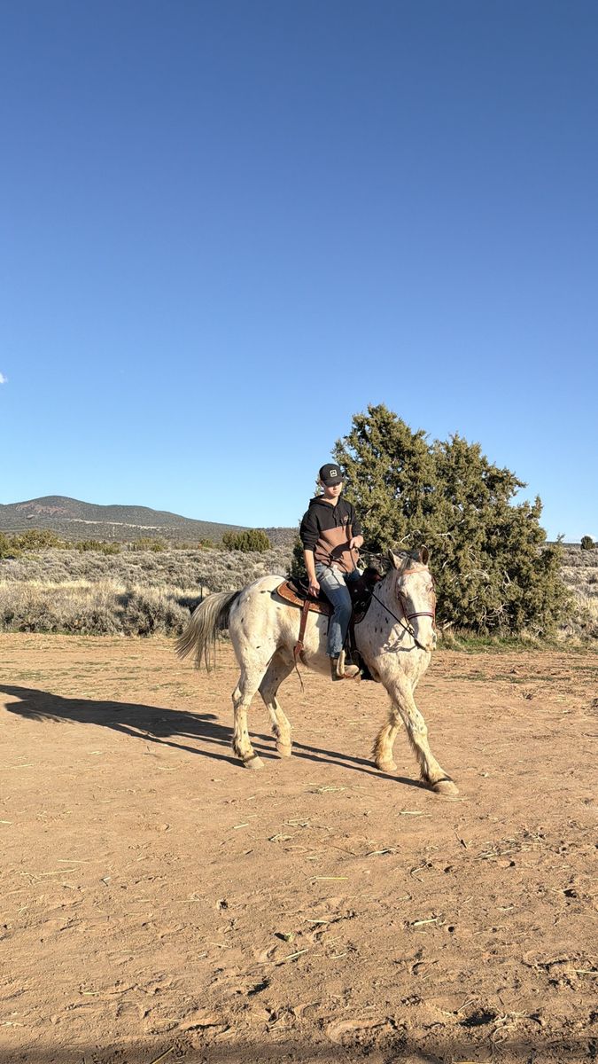 18-year-old Appaloosa draft cross