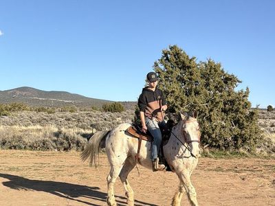 18-year-old Appaloosa draft cross
