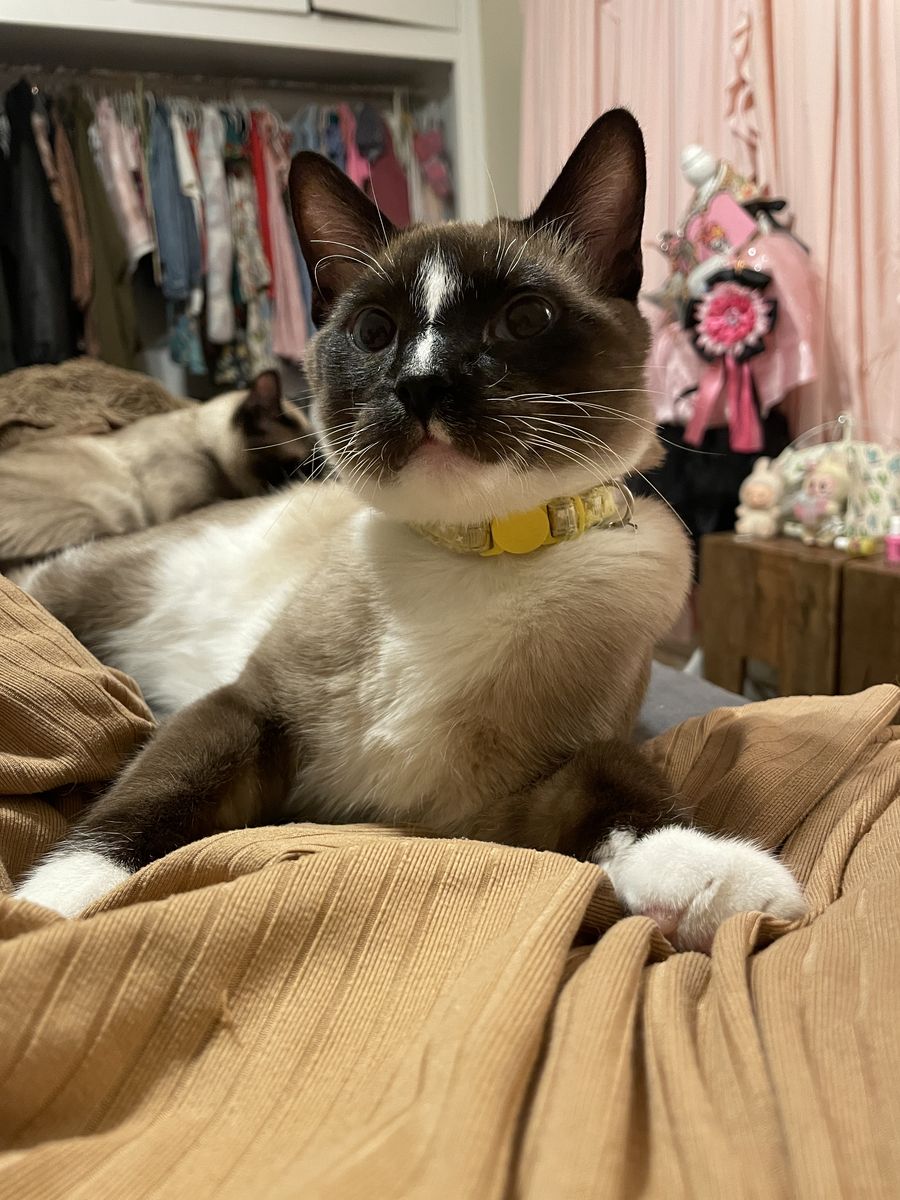 7 month old boy kitten, Tabby / Siamese mix
