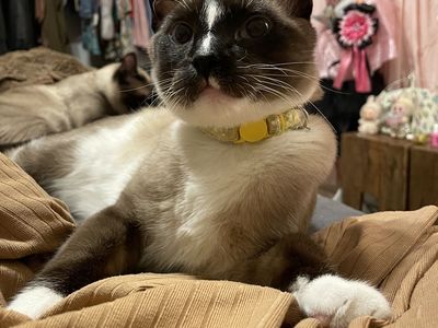 7 month old boy kitten, Tabby / Siamese mix