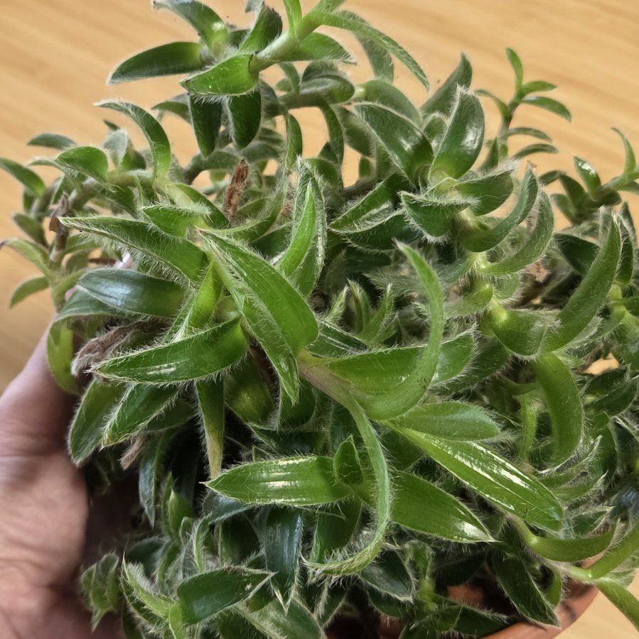 FREE Houseplant Cuttings