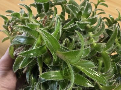 FREE Houseplant Cuttings