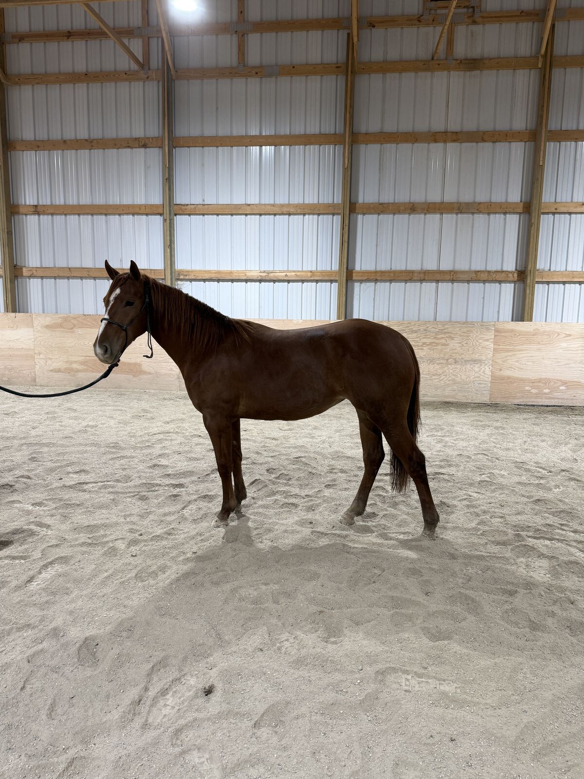 2024 Kit Kat Sugar Filly