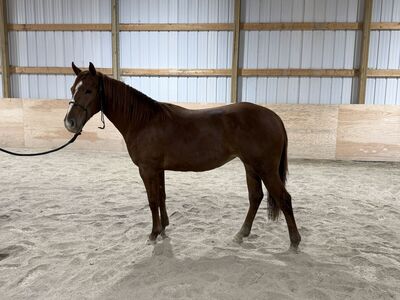 2024 Kit Kat Sugar Filly