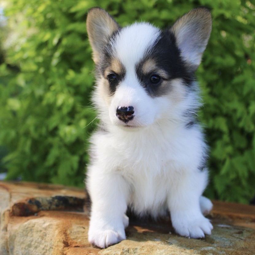 Pembroke Welsh Corgi puppies