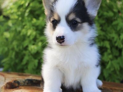 Pembroke Welsh Corgi puppies